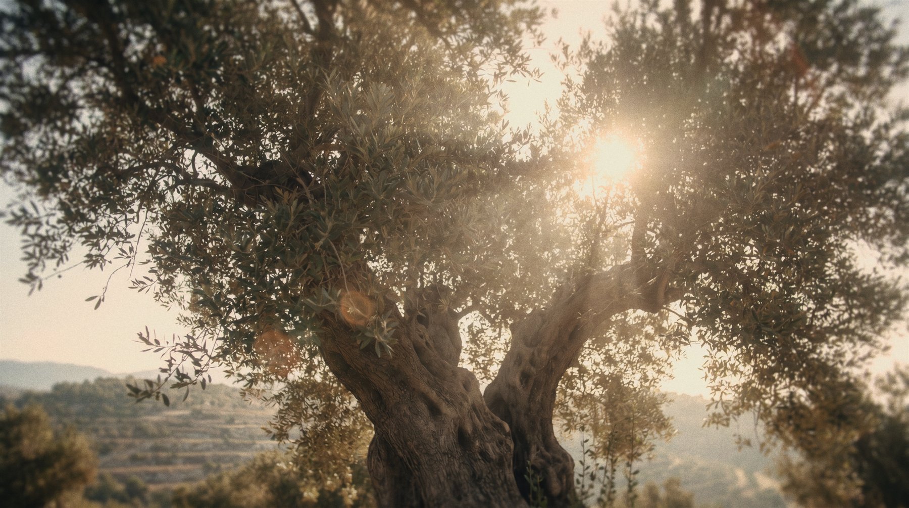 Environment — olive tree, natural light